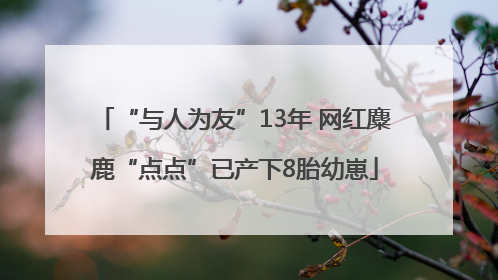 “与人为友”13年 网红麋鹿“点点”已产下8胎幼崽