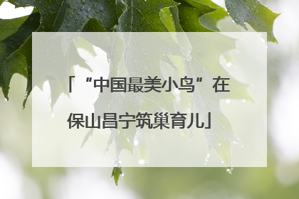 “中国最美小鸟”在保山昌宁筑巢育儿