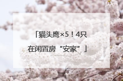 猫头鹰×5！4只在闲置房“安家”