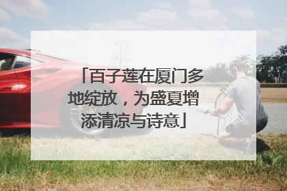 百子莲在厦门多地绽放，为盛夏增添清凉与诗意