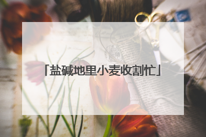 盐碱地里小麦收割忙