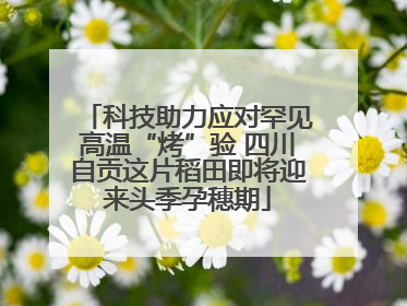 科技助力应对罕见高温“烤”验 四川自贡这片稻田即将迎来头季孕穗期