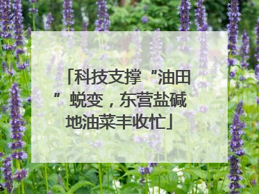 科技支撑“油田”蜕变，东营盐碱地油菜丰收忙