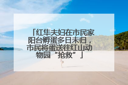 红隼夫妇在市民家阳台孵蛋多日未归，市民将蛋送往红山动物园“抢救”