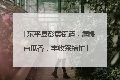 东平县彭集街道：满棚南瓜香，丰收采摘忙