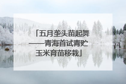 五月垄头苗起舞——青海首试青贮玉米育苗移栽