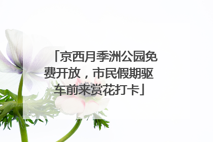 京西月季洲公园免费开放，市民假期驱车前来赏花打卡