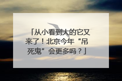从小看到大的它又来了！北京今年“吊死鬼”会更多吗？