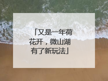 又是一年荷花开，微山湖有了新玩法