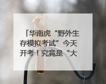 华南虎“野外生存模拟考试”今天开考！究竟是“大猫” 还是顶级猎食者？
