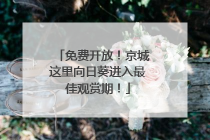 免费开放！京城这里向日葵进入最佳观赏期！