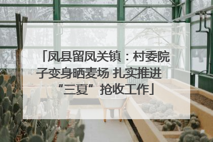 凤县留凤关镇：村委院子变身晒麦场 扎实推进“三夏”抢收工作