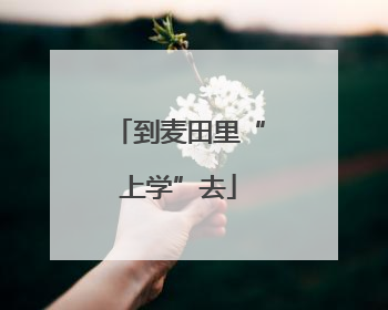 到麦田里“上学”去