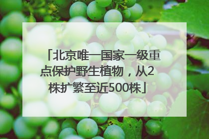 北京唯一国家一级重点保护野生植物，从2株扩繁至近500株