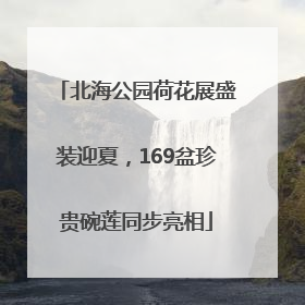 北海公园荷花展盛装迎夏，169盆珍贵碗莲同步亮相