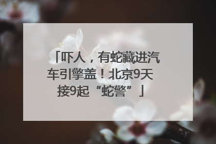 吓人，有蛇藏进汽车引擎盖！北京9天接9起“蛇警”