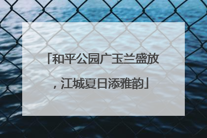 和平公园广玉兰盛放，江城夏日添雅韵