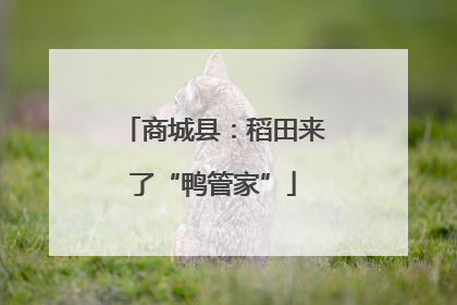 商城县：稻田来了“鸭管家”