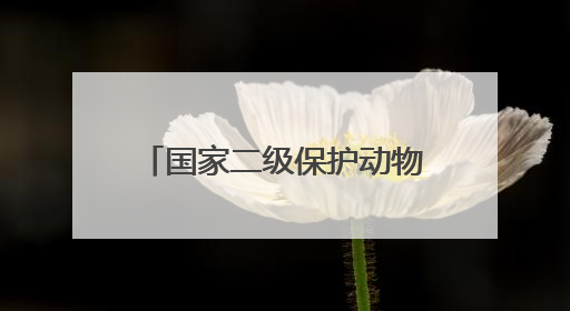 国家二级保护动物灰林鸮光临竹山上庸“鲜花小镇”