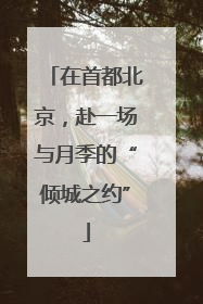 在首都北京，赴一场与月季的“倾城之约”
