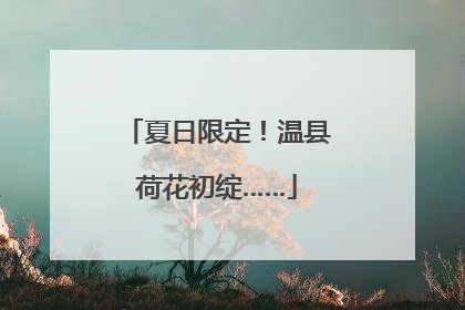 夏日限定！温县荷花初绽……