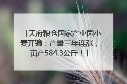 天府粮仓国家产业园小麦开镰：产量三年连涨，亩产584.3公斤！