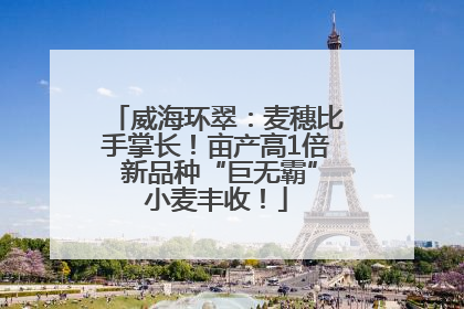 威海环翠：麦穗比手掌长！亩产高1倍 新品种“巨无霸”小麦丰收！