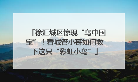 徐汇城区惊现“鸟中国宝”！看城管小哥如何救下这只“彩虹小鸟”