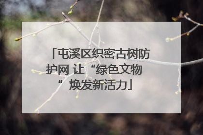 屯溪区织密古树防护网 让“绿色文物”焕发新活力