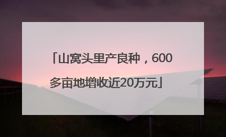 山窝头里产良种，600多亩地增收近20万元