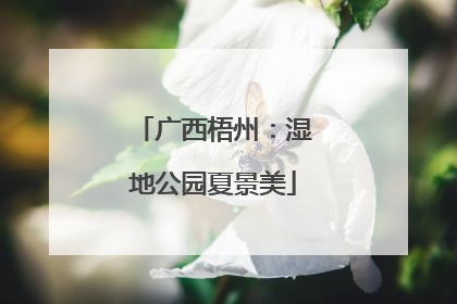 广西梧州：湿地公园夏景美