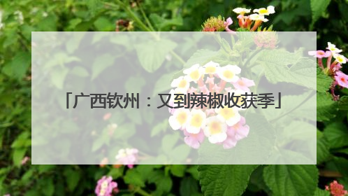 广西钦州：又到辣椒收获季