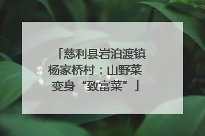 慈利县岩泊渡镇杨家桥村：山野菜变身“致富菜”