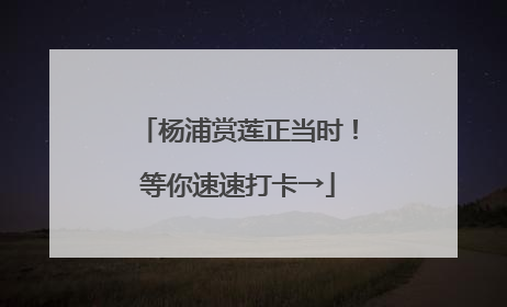 杨浦赏莲正当时！等你速速打卡→