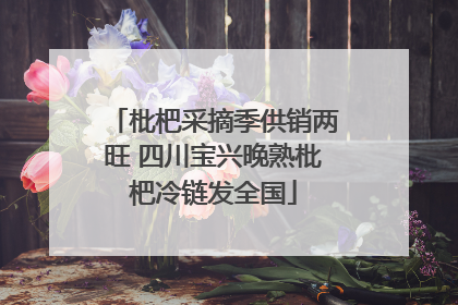 枇杷采摘季供销两旺 四川宝兴晚熟枇杷冷链发全国