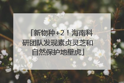 新物种+2！海南科研团队发现素贞灵芝和自然保护地壁虎