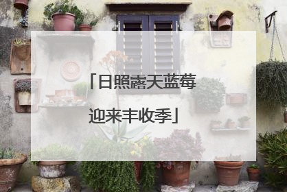 日照露天蓝莓迎来丰收季