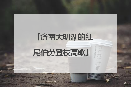 济南大明湖的红尾伯劳登枝高歌