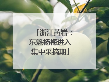 浙江黄岩：东魁杨梅进入集中采摘期
