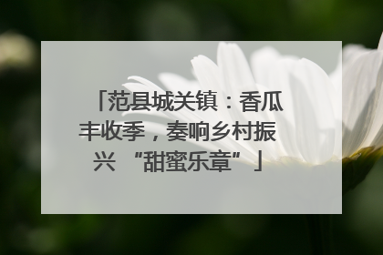 范县城关镇：香瓜丰收季，奏响乡村振兴 “甜蜜乐章”