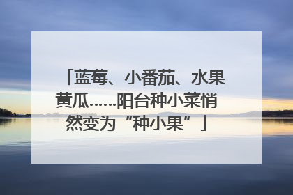 蓝莓、小番茄、水果黄瓜……阳台种小菜悄然变为“种小果”