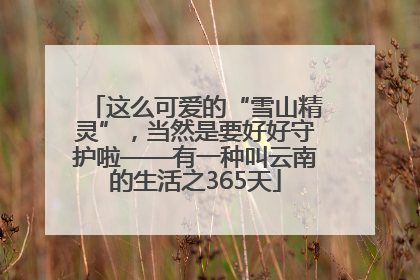 这么可爱的“雪山精灵”，当然是要好好守护啦——有一种叫云南的生活之365天
