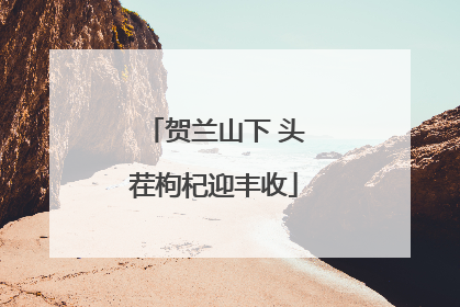贺兰山下 头茬枸杞迎丰收