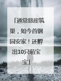 通常悬崖筑巢，如今首钢园安家！还孵出10只萌宝宝