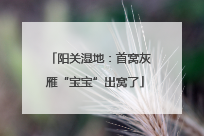 阳关湿地：首窝灰雁“宝宝”出窝了