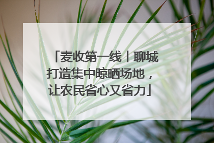 麦收第一线丨聊城打造集中晾晒场地，让农民省心又省力