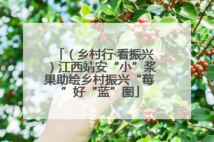 （乡村行·看振兴）江西靖安“小”浆果助绘乡村振兴“莓”好“蓝”图
