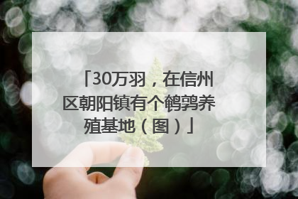 30万羽，在信州区朝阳镇有个鹌鹑养殖基地（图）