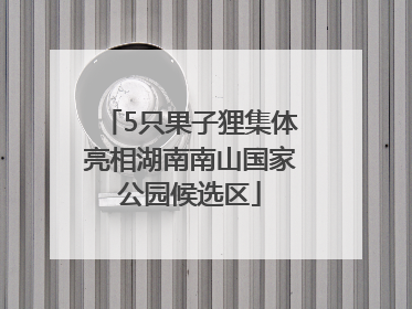5只果子狸集体亮相湖南南山国家公园候选区